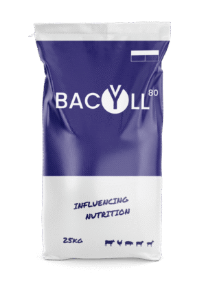 PBACILL-80