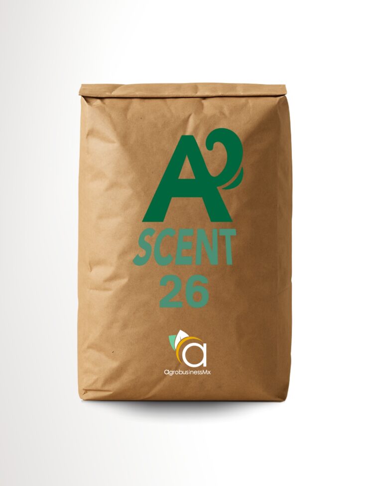 ASCENT 26